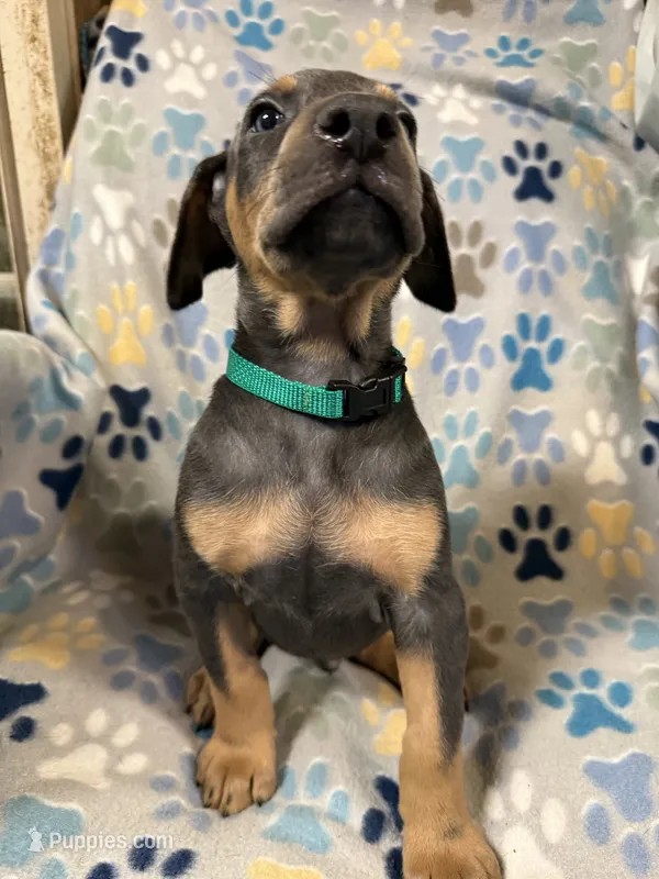 Roo #9 – Doberman Pinscher puppy for sale in Hollister, MO