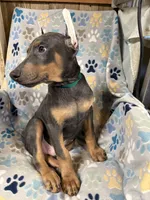 Roo #9, a male Doberman Pinscher for sale in Hollister, MO – 3 of 10