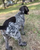 Lil TEX, a male Wirehaired Pointing Griffon for sale in Conroe, TX – 3 of 4