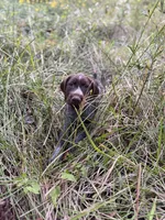 Juan Solo, a male Wirehaired Pointing Griffon for sale in Conroe, TX – 2 of 2