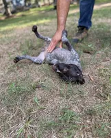 Lil TEX, a male Wirehaired Pointing Griffon for sale in Conroe, TX – 4 of 4