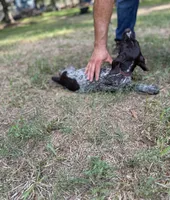 Lil TEX, a male Wirehaired Pointing Griffon for sale in Conroe, TX – 2 of 4