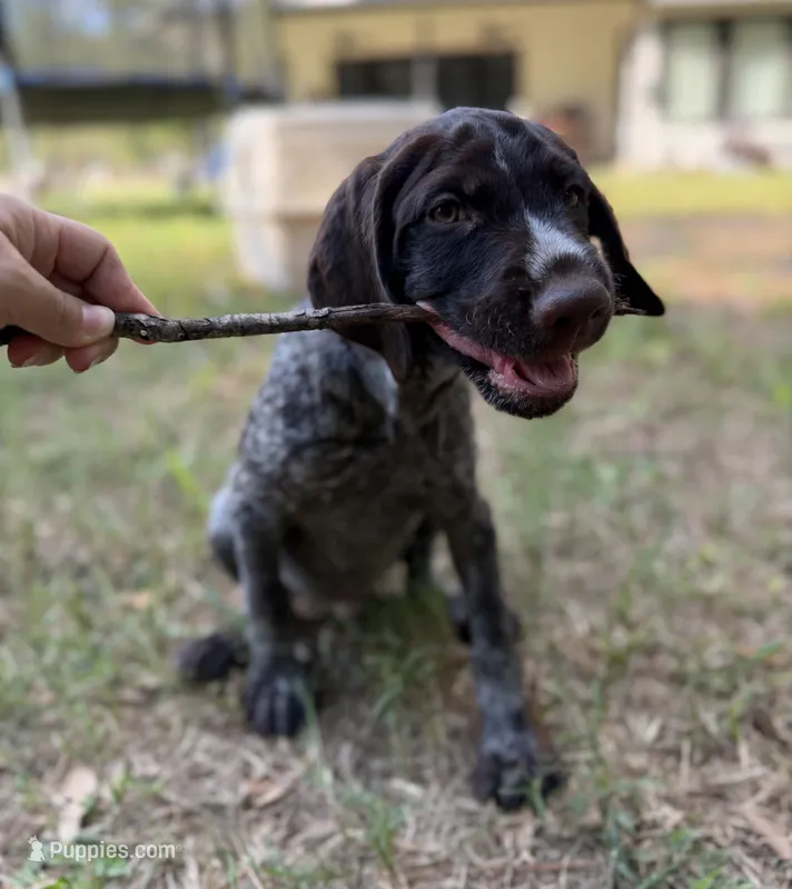 Lil TEX – Wirehaired Pointing Griffon puppy for sale in Conroe, TX