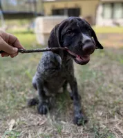 Lil TEX, a male Wirehaired Pointing Griffon for sale in Conroe, TX – 1 of 4
