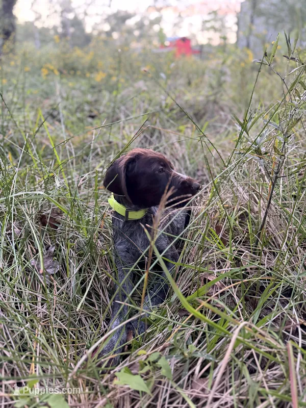 Juan Solo – Wirehaired Pointing Griffon puppy for sale in Conroe, TX