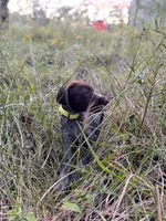 Juan Solo, a male Wirehaired Pointing Griffon for sale in Conroe, TX – 1 of 2