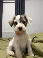 Lottie , a female Miniature Schnauzer for sale in Lumberton, NC – 3 of 3