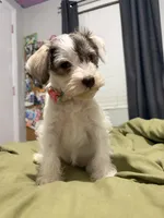 Lottie , a female Miniature Schnauzer for sale in Lumberton, NC – 2 of 3