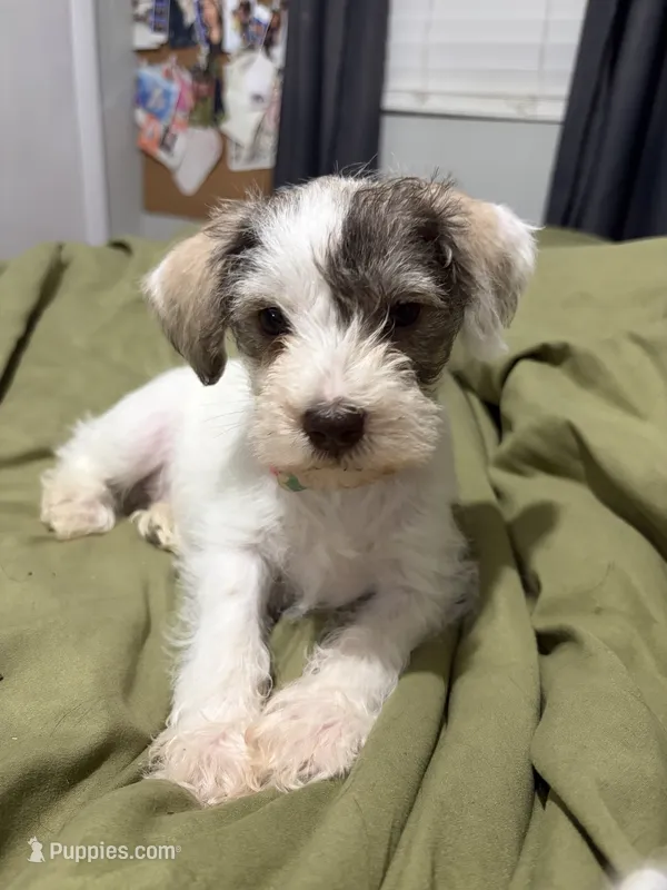 Lottie  – Miniature Schnauzer puppy for sale in Lumberton, NC