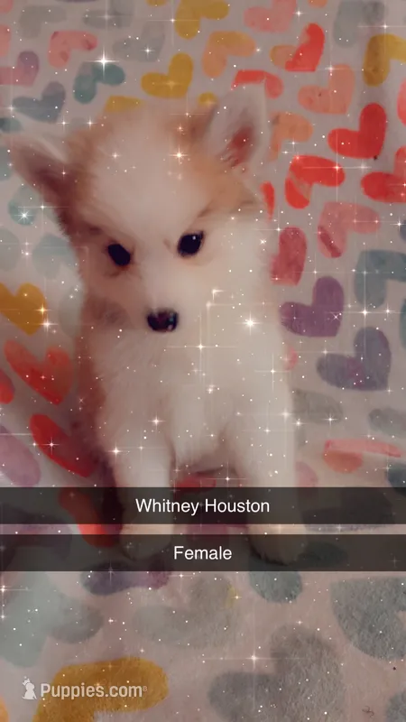 Whitney Houston