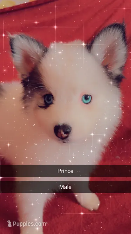 Prince