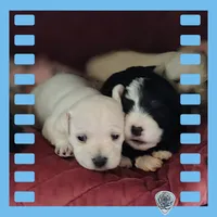 Puppy 1 "Jaco", a male West Highland White Terrier and Morkie for sale in Chehalis, WA – 3 of 3