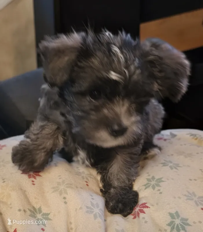 "Grizzly" – West Highland White Terrier, Morkie puppy for sale in Chehalis, WA