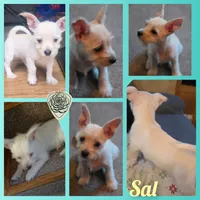 "Sal" , a male West Highland White Terrier and Yorkshire Terrier for sale in Chehalis, WA – 2 of 6