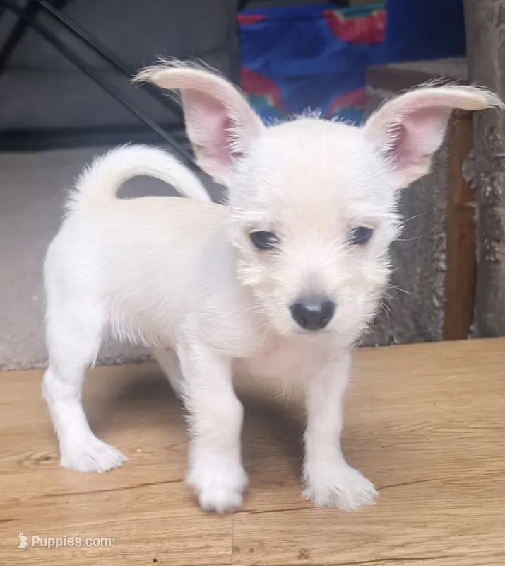 "Sal"  – West Highland White Terrier, Morkie puppy for sale in Chehalis, WA