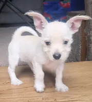 "Sal" , a male West Highland White Terrier and Yorkshire Terrier for sale in Chehalis, WA – 1 of 6