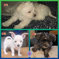"Grizzly", a male West Highland White Terrier and Morkie for sale in Chehalis, WA – 2 of 5
