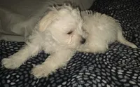 "Fluffy", a male West Highland White Terrier and Maltese for sale in Chehalis, WA – 4 of 5