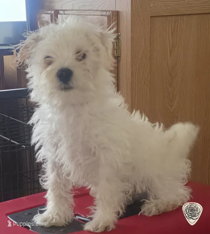 "Bubba" – West Highland White Terrier, Maltese puppy for sale in Chehalis, WA