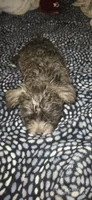 "Grizzly", a male West Highland White Terrier and Morkie for sale in Chehalis, WA – 4 of 5