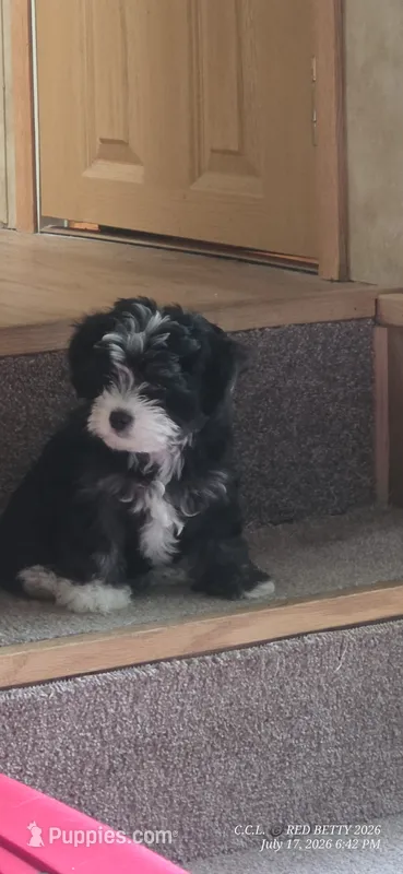 "Precious" – West Highland White Terrier, Morkie puppy for sale in Chehalis, WA