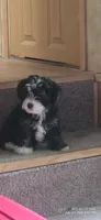 "Precious", a female West Highland White Terrier and Morkie for sale in Chehalis, WA – 1 of 6