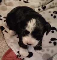 Puppy 3 "Black Beauty", a female Maltese and Yorkshire Terrier for sale in Chehalis, WA – 2 of 3