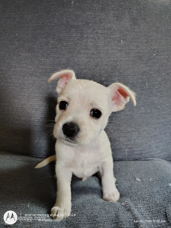 "Sal"  – West Highland White Terrier, Morkie puppy for sale in Chehalis, WA