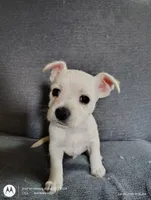 "Sal" , a male West Highland White Terrier and Morkie for sale in Chehalis, WA – 1 of 5