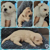 Puppy 2 "Fluffy', a male West Highland White Terrier for sale in Chehalis, WA – 2 of 3