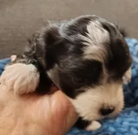 "Boots", a male West Highland White Terrier and Morkie for sale in Chehalis, WA – 2 of 5