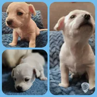 Puppy 1 "Jaco", a male West Highland White Terrier and Morkie for sale in Chehalis, WA – 2 of 3