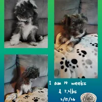 Puppy #1 "Boots", a male West Highland White Terrier and Yorkshire Terrier for sale in Chehalis, WA – Photo 1 of 5