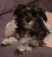 "Boots", a male Yorkshire Terrier and Biewer for sale in Chehalis, WA – Photo 2 of 5