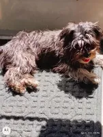 "Little Guy", a male Yorkshire Terrier and Biewer for sale in Chehalis, WA – 3 of 6
