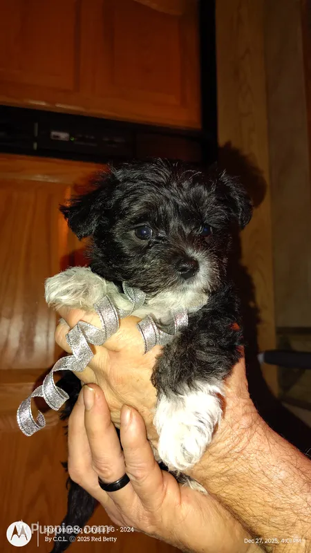 "Little Guy" – Yorkshire Terrier, Biewer puppy for sale in Chehalis, WA