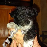 Puppy #1 "Boots", a male West Highland White Terrier and Yorkshire Terrier for sale in Chehalis, WA – Photo 2 of 5
