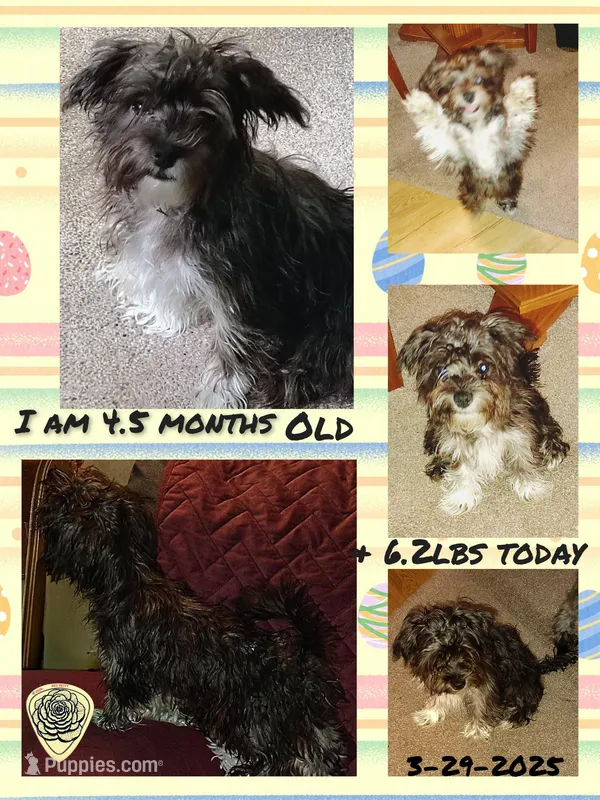 Puppy #1 "Boots" – Yorkshire Terrier, Biewer puppy for sale in Chehalis, WA