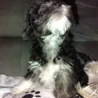 Puppy #1 "Boots", a male West Highland White Terrier and Yorkshire Terrier for sale in Chehalis, WA – Photo 4 of 5