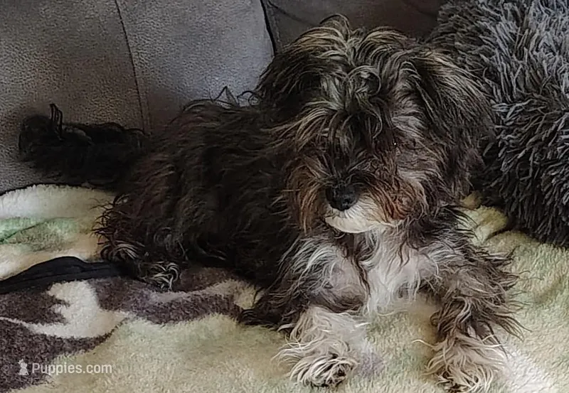 "Boots" – Yorkshire Terrier, Biewer puppy for sale in Chehalis, WA