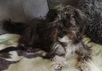 "Boots", a male Yorkshire Terrier and Biewer for sale in Chehalis, WA – Photo 1 of 5