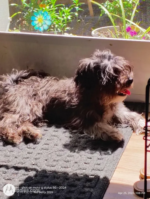 "Boots" – Yorkshire Terrier, Biewer puppy for sale in Chehalis, WA