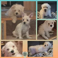 "Fluffy", a male West Highland White Terrier and Maltese for sale in Chehalis, WA – 2 of 6