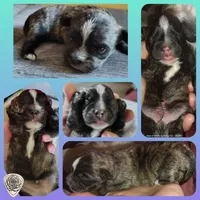 "Grizzly", a male West Highland White Terrier and Morkie for sale in Chehalis, WA – 5 of 5