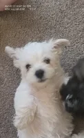 "Bubba", a male West Highland White Terrier and Maltese for sale in Chehalis, WA – 3 of 6