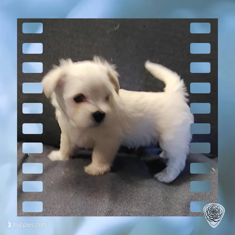 Puppy 2 "Fluffy' – West Highland White Terrier puppy for sale in Chehalis, WA