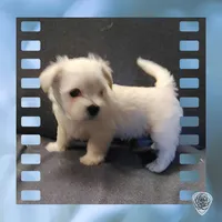 Puppy 2 "Fluffy', a male West Highland White Terrier for sale in Chehalis, WA – 1 of 3