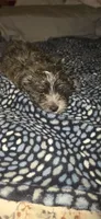 "Grizzly", a male West Highland White Terrier and Morkie for sale in Chehalis, WA – 3 of 5
