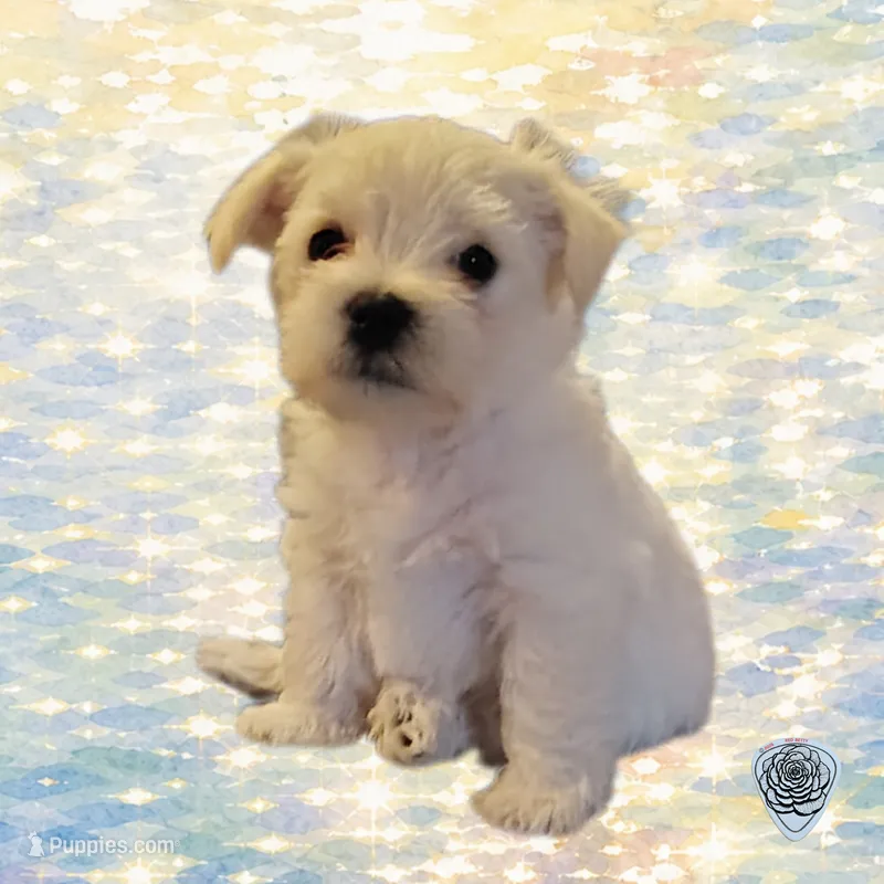 "Fluffy" – West Highland White Terrier, Maltese puppy for sale in Chehalis, WA