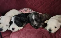 "Boots", a male West Highland White Terrier and Morkie for sale in Chehalis, WA – 4 of 5